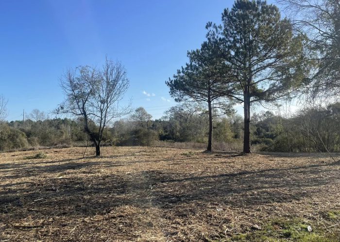 forestry mulching forest ms